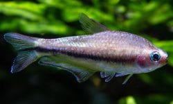 Discover the Beauty of Rainbow Tetra: Nature’s Own Rainbow Fish