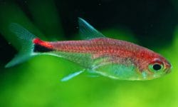 Meet the Ruby Tetra: A Colorful and Peaceful Addition to Your Aquarium