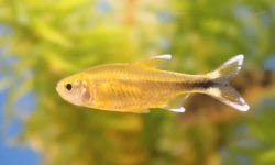 Get to Know the Silvertip Tetra: A Freshwater Characidae Species