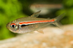 Discover the Beauty of the Flag Tetra in Your Aquarium