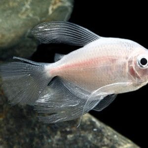 Keeping Long-Finned Tetras: Tips for a Happy Schooling Fish