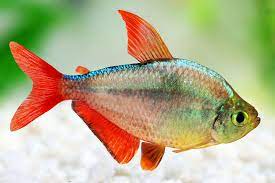 Discover the Allure of Columbian Tetra Care Guide