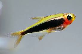 Small But Mighty: Why Toucan Tetras are Perfect for Your Tank