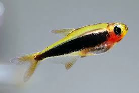 The Ultimate Guide to Toucan Tetra: Habitat, Feeding, and More