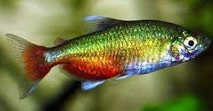 The Beauty of Green Fire Tetras in Your Aquarium