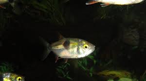 Your Guide to Keeping a Bucktooth Tetra in Your Aquarium
