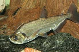 The Enigmatic Vampire Tetra: Care and Habitat Revealed