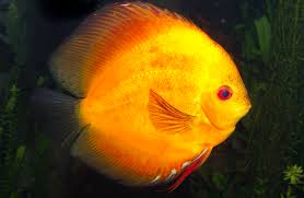 Orange Discus Tetra Fish