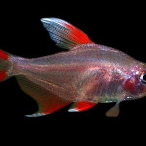 Introducing the Vibrant Rosy Tetra: A Guide to Care and Keeping