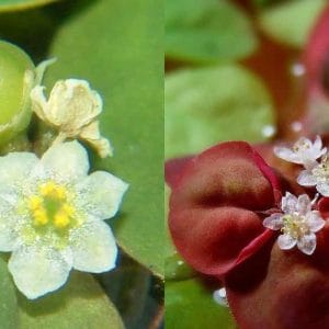 Enhance Your Aquarium with Stunning Red Root Floaters