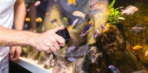 maintaning water quality for aquarium problem