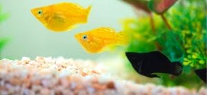 spawning techniques