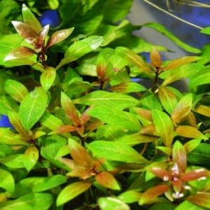 Ludwigia Repens Made Easy: Expert Tips for Successful Growth