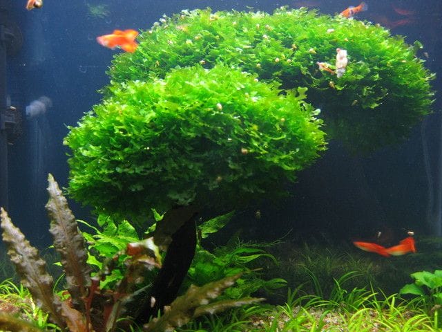 Subwassertang: The Complete Guide