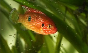 fish breeding