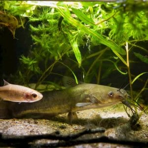 Anacharis Care Guide: Complete Aquatic Plant Care