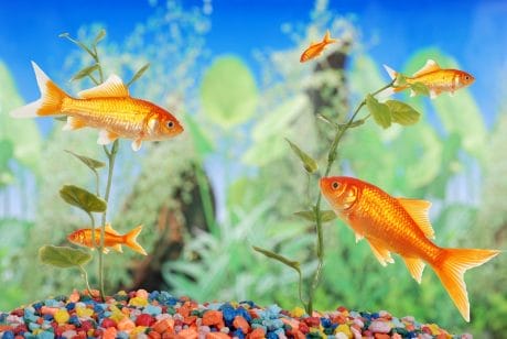 Recognizing and Treating Fish Diseases