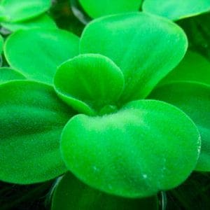 Dive Into the World of Dwarf Water Lettuce