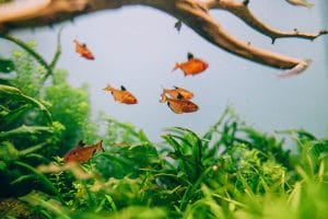 dealing with disease