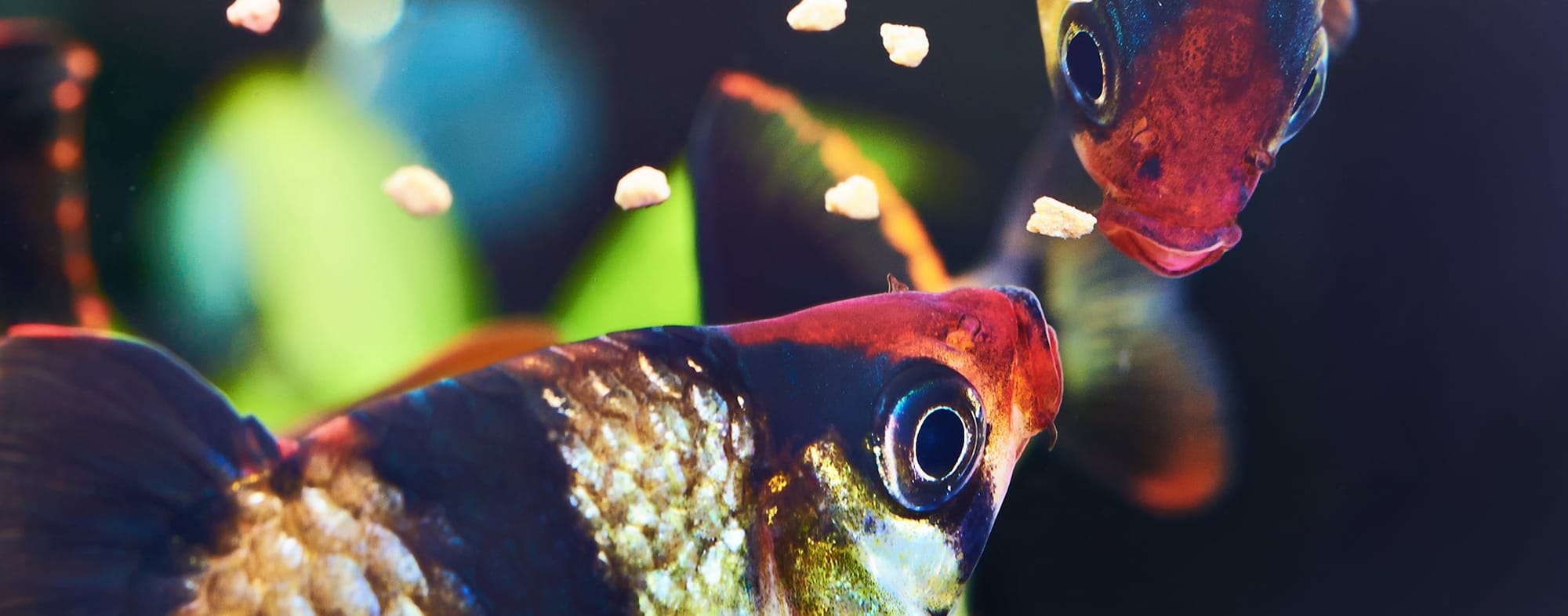 Discover the Benefits of Live Aquarium Food