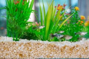 freshwater fish FAQ