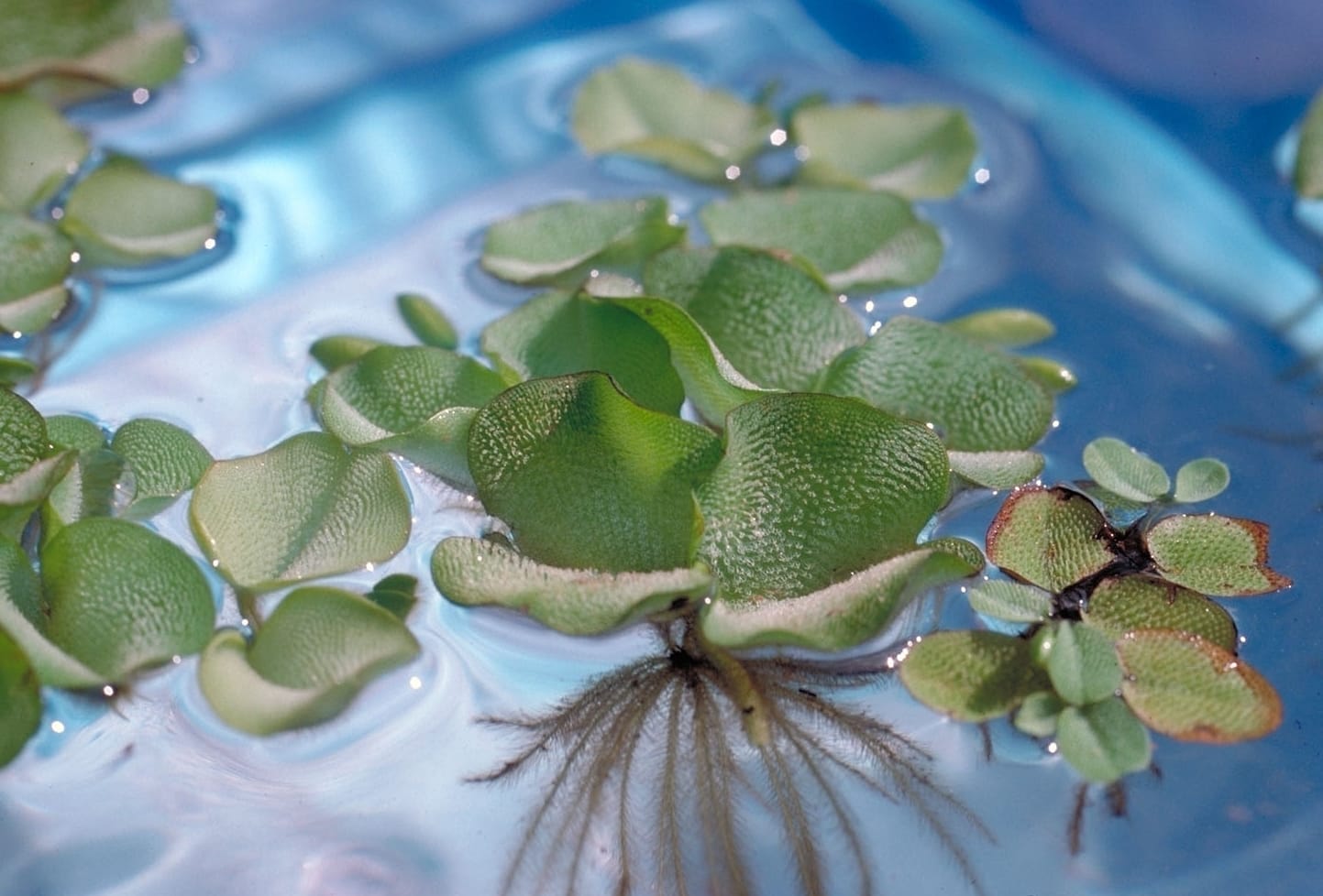 Mastering Salvinia Cucullata Care: Tips for Aquatic Bliss