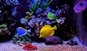 popular freshwater fish