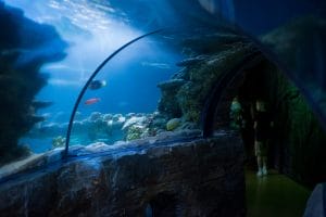 how to test your aquarium water