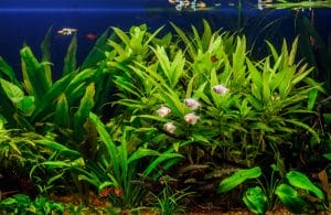 managing tank population