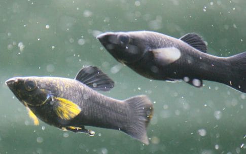 fish breeding FAQ