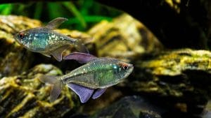selling or trading fish