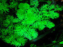 Mastering Water Sprite: Essential Tips for Growth