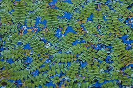 The Ultimate Guide To Floating Fern Care