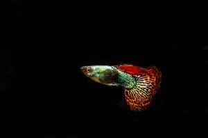 separating juveniles