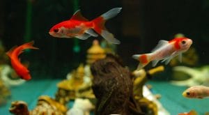 preparing fish breeding