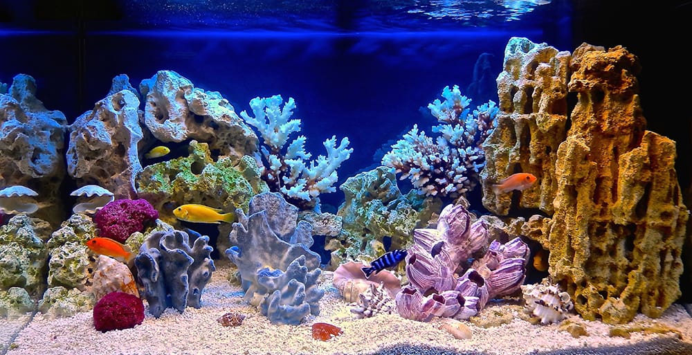 Guide to Keeping Aquarium Fish Healthy: Tips for a Vibrant Tank
