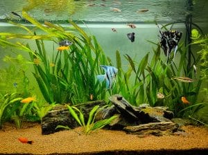 aquarium fish healthy