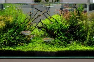 proper fish nutrition
