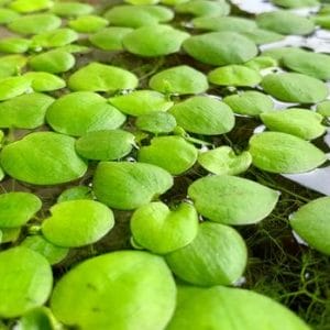 amazon frogbit