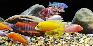 Discover the Most Common Freshwater Fish Species in Your Area