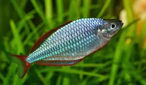 common freshwater fish in pond
