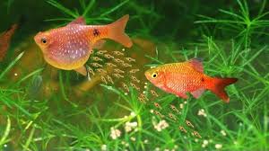 Mastering Aquarium Fish Breeding: Tips and Techniques