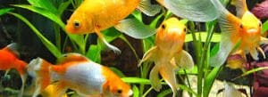 Frequently Asked Questions about Aquarium Water Testing