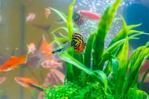 Recognizing and Treating Fish Diseases
