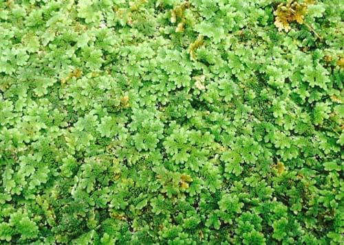 Discover the Beauty of Mosquito Fern: A Garden Essential