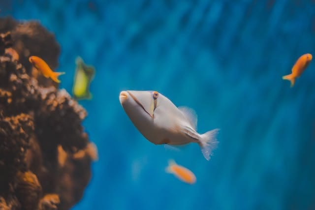 Maintain Optimal Ammonia Levels in Your Aquarium – Proven Tips