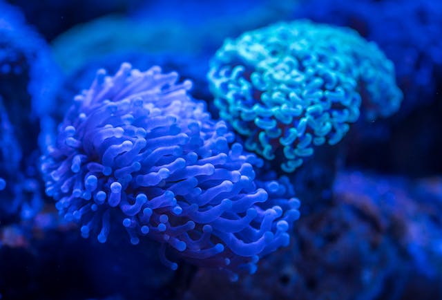 Enhance Your Aquarium with Vibrant Live Aquarium Plants