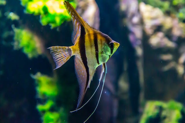 Choosing the Perfect Substrate for Your Aquarium