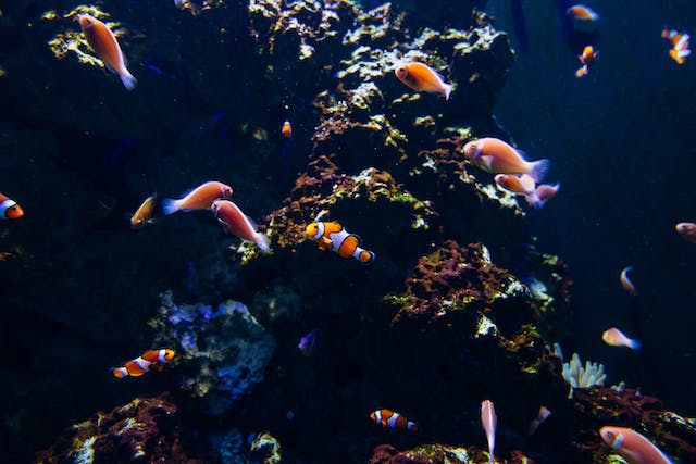 Say goodbye to aquarium algae with these effective tips!