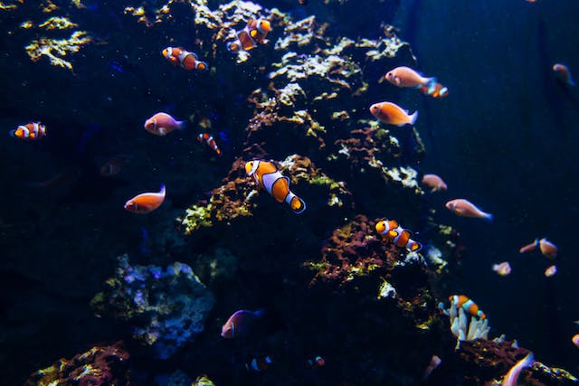 Discover Beginner-Friendly Aquarium Fish | Your Guide to Easy-to-Care For Fish